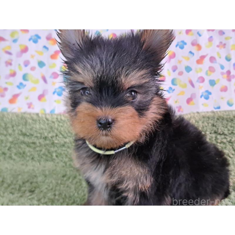 販売中の愛知県のヨークシャーテリア-415198の8枚目