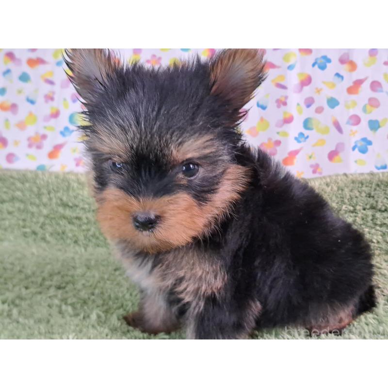 販売中の愛知県のヨークシャーテリア-415198の7枚目