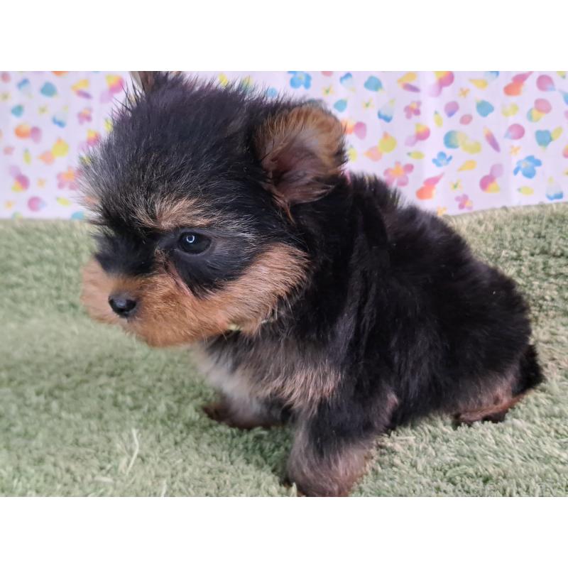 販売中の愛知県のヨークシャーテリア-415198の6枚目