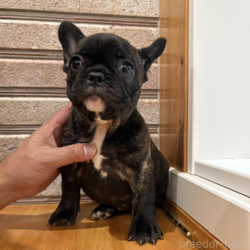 販売中の山形県のフレンチブルドッグ-421904の7枚目
