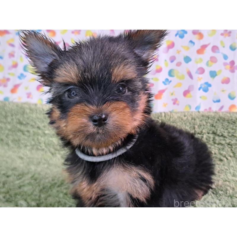 成約済の愛知県のヨークシャーテリア-415194の11枚目