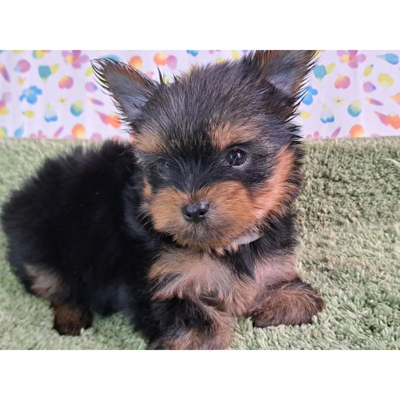 成約済の愛知県のヨークシャーテリア-415194の10枚目