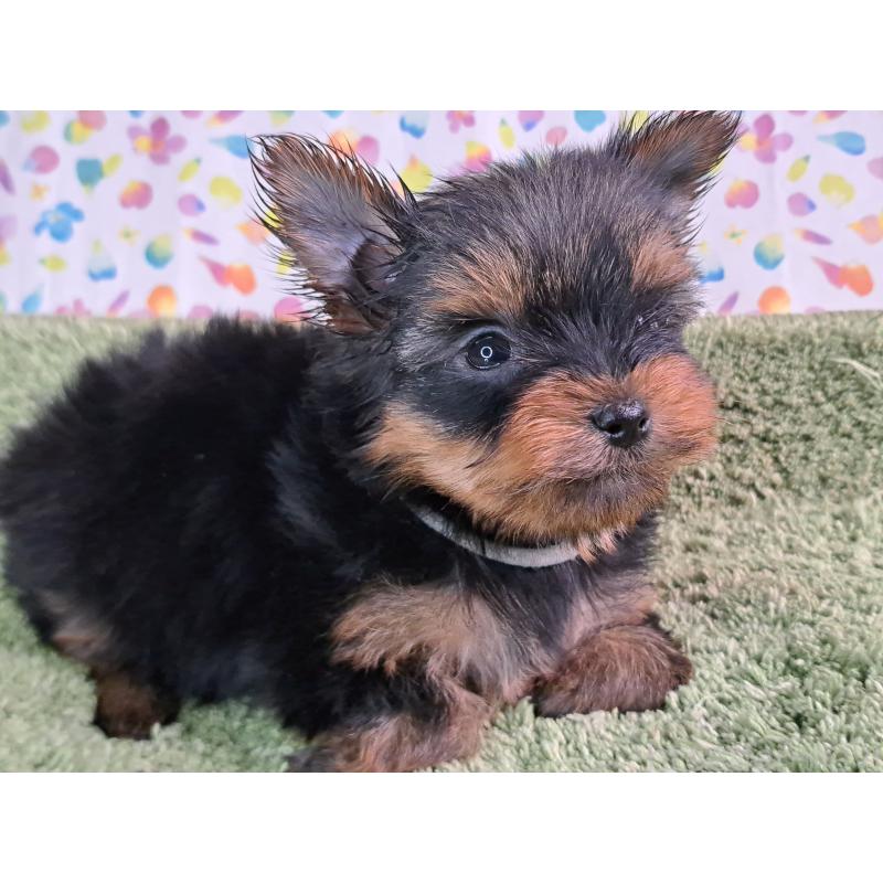 成約済の愛知県のヨークシャーテリア-415194の9枚目