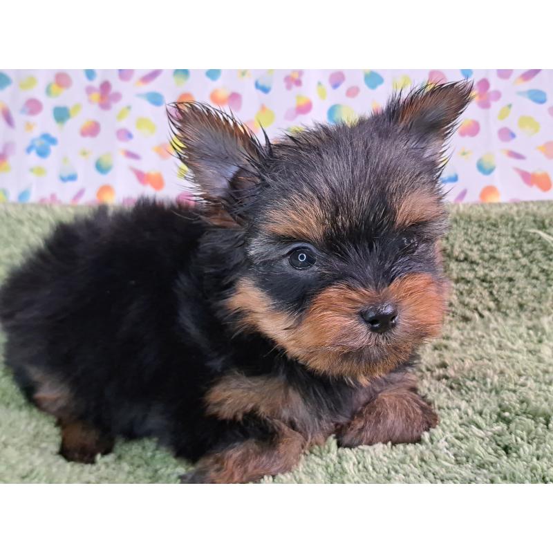 成約済の愛知県のヨークシャーテリア-415194の8枚目