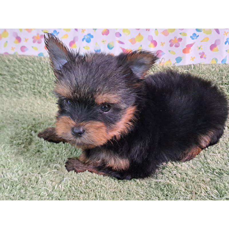 成約済の愛知県のヨークシャーテリア-415194の7枚目