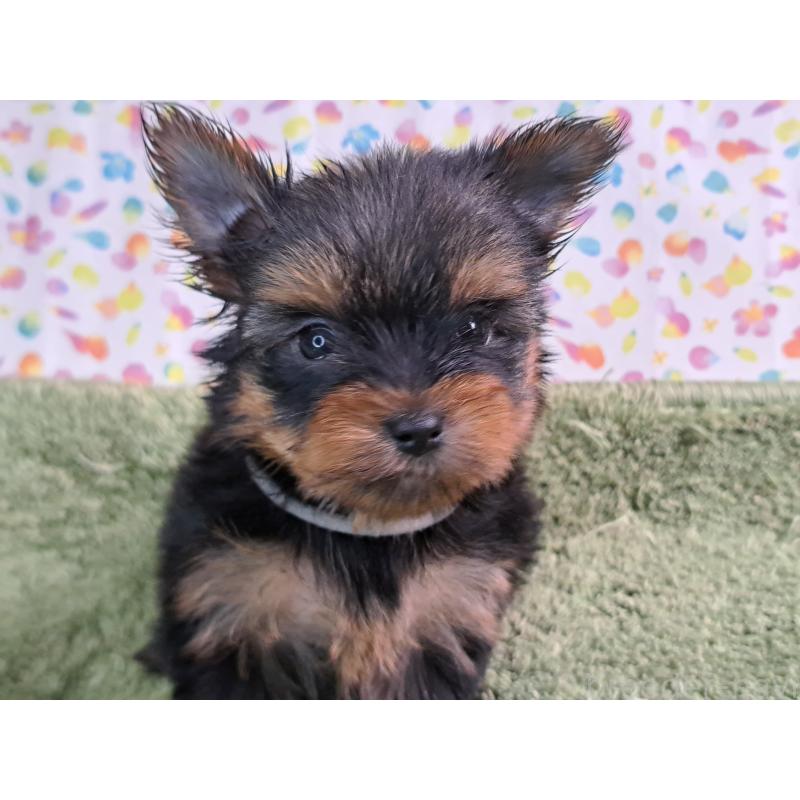 成約済の愛知県のヨークシャーテリア-415194の6枚目