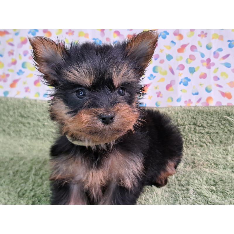 成約済の愛知県のヨークシャーテリア-415201の11枚目