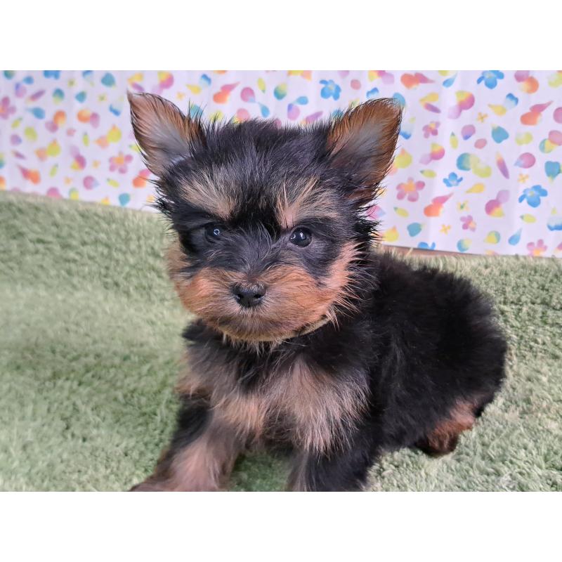 成約済の愛知県のヨークシャーテリア-415201の10枚目