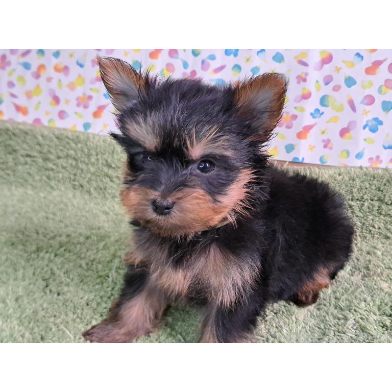 成約済の愛知県のヨークシャーテリア-415201の9枚目