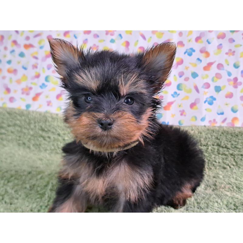 成約済の愛知県のヨークシャーテリア-415201の8枚目