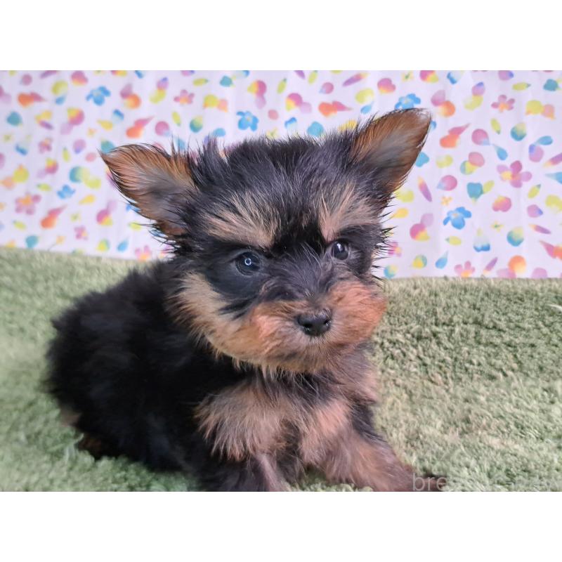 成約済の愛知県のヨークシャーテリア-415201の7枚目