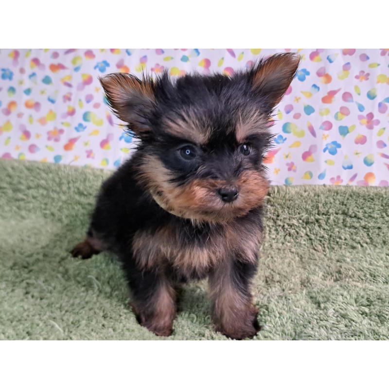 成約済の愛知県のヨークシャーテリア-415201の6枚目