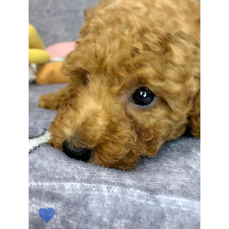 成約済の愛知県のトイプードル-417669の8枚目