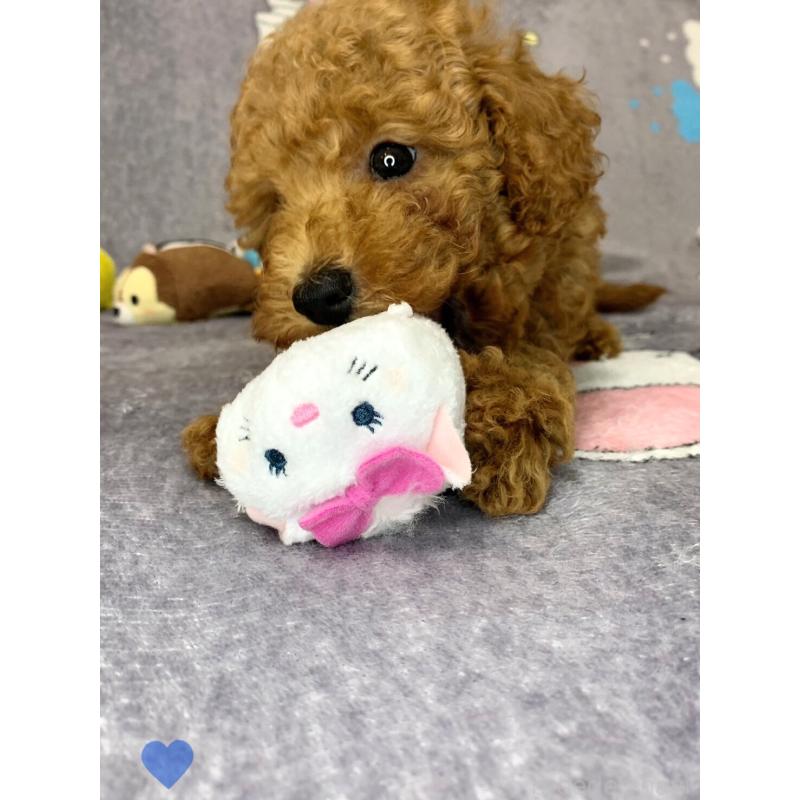 成約済の愛知県のトイプードル-417669の7枚目