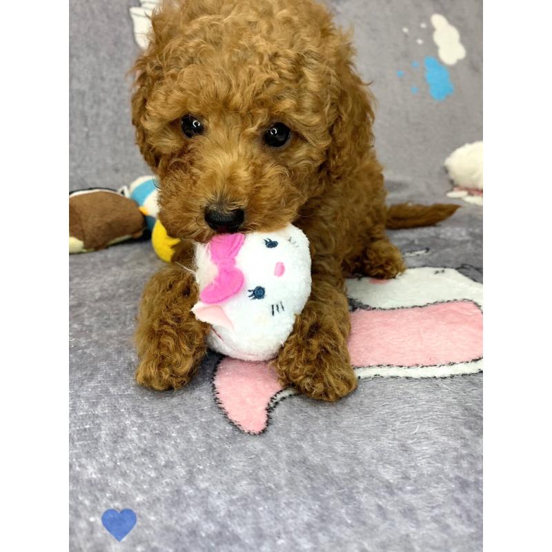 成約済の愛知県のトイプードル-417669の6枚目