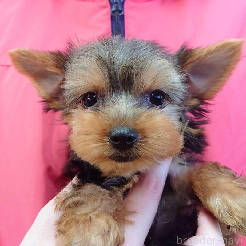 成約済の山口県のヨークシャーテリア-416658の4枚目