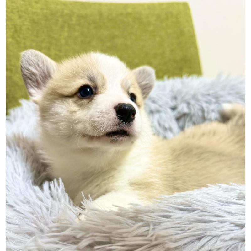 商談中の千葉県のウェルシュコーギーペンブローク-417408の9枚目