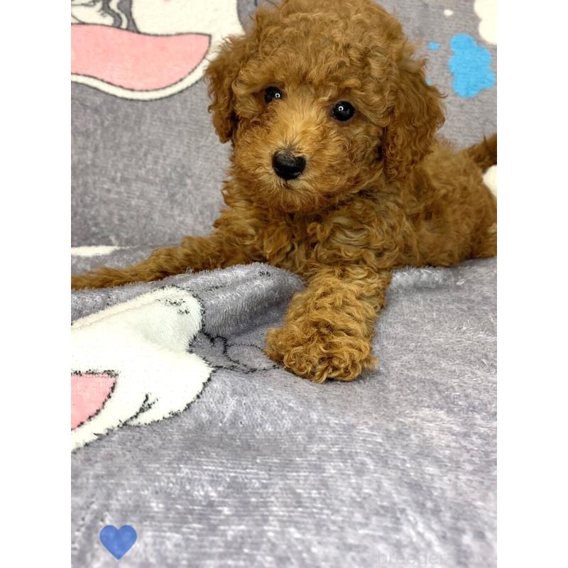 成約済の愛知県のトイプードル-417669の5枚目