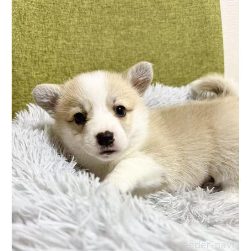 商談中の千葉県のウェルシュコーギーペンブローク-417408の10枚目