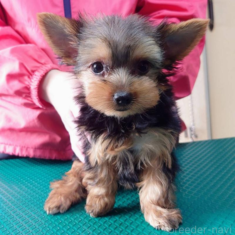 販売中の山口県のヨークシャーテリア-416658