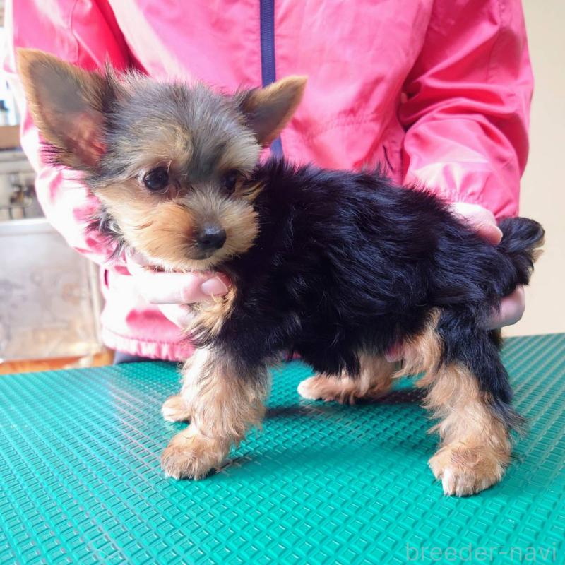 成約済の山口県のヨークシャーテリア-416658の3枚目