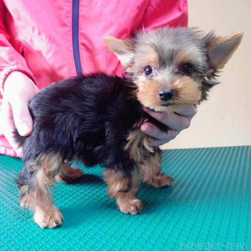 成約済の山口県のヨークシャーテリア-416658の2枚目