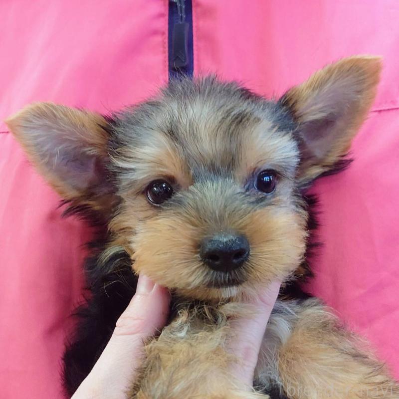 成約済の山口県のヨークシャーテリア-413899の4枚目