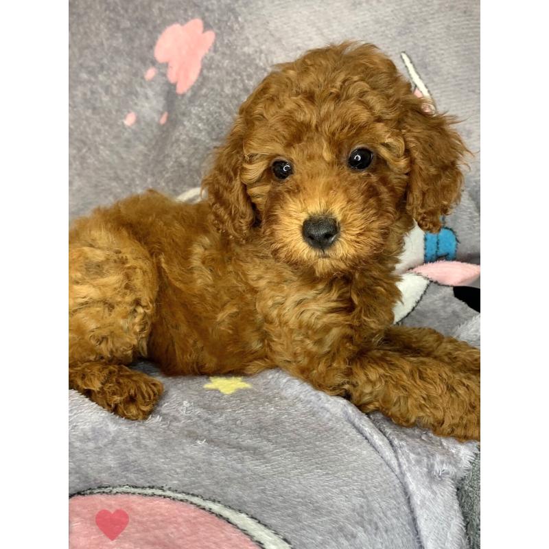 成約済の愛知県のトイプードル-417670の8枚目