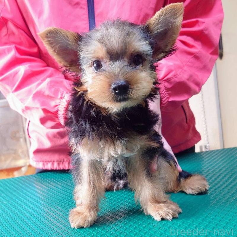 販売中の山口県のヨークシャーテリア-413899