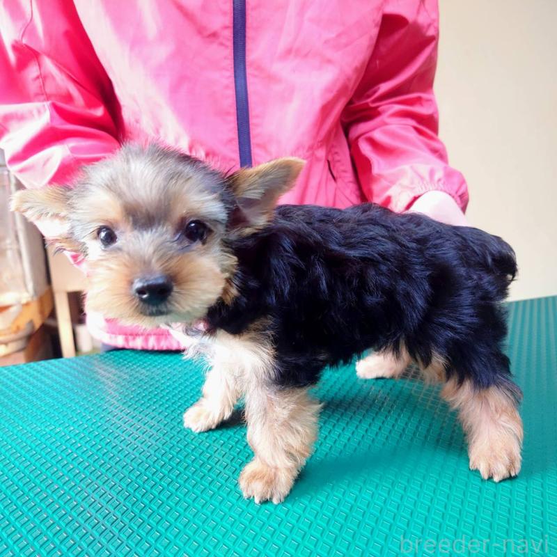 成約済の山口県のヨークシャーテリア-413899の3枚目