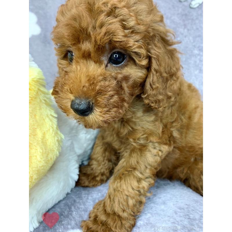 成約済の愛知県のトイプードル-417670の6枚目