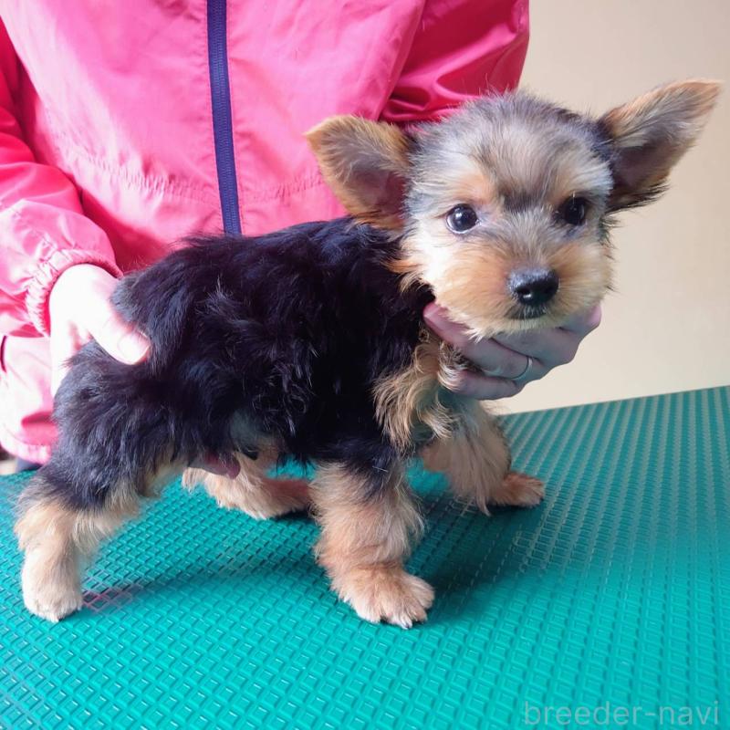 成約済の山口県のヨークシャーテリア-413899の2枚目