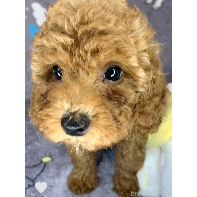 成約済の愛知県のトイプードル-417672の9枚目