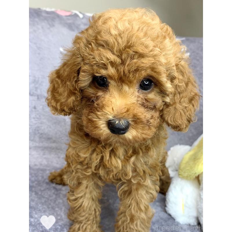 成約済の愛知県のトイプードル-417672の8枚目