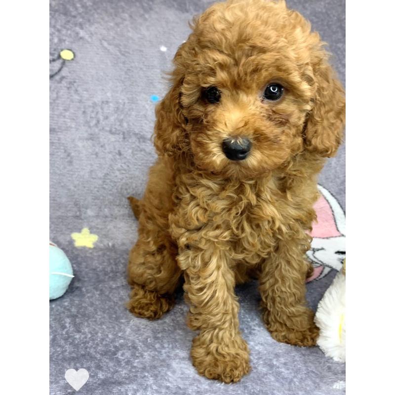 成約済の愛知県のトイプードル-417672の7枚目