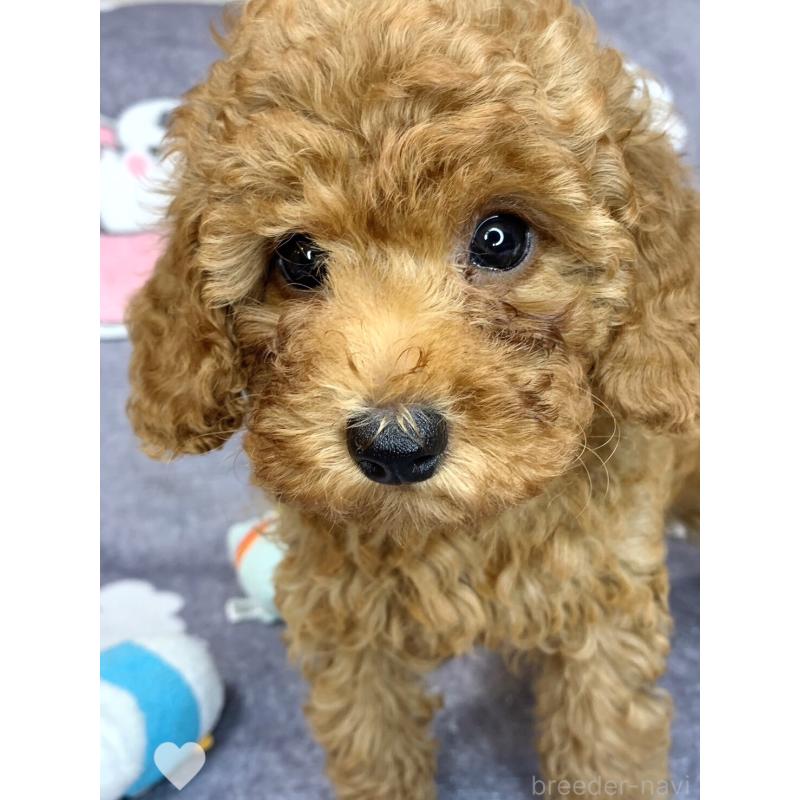 成約済の愛知県のトイプードル-417672の5枚目