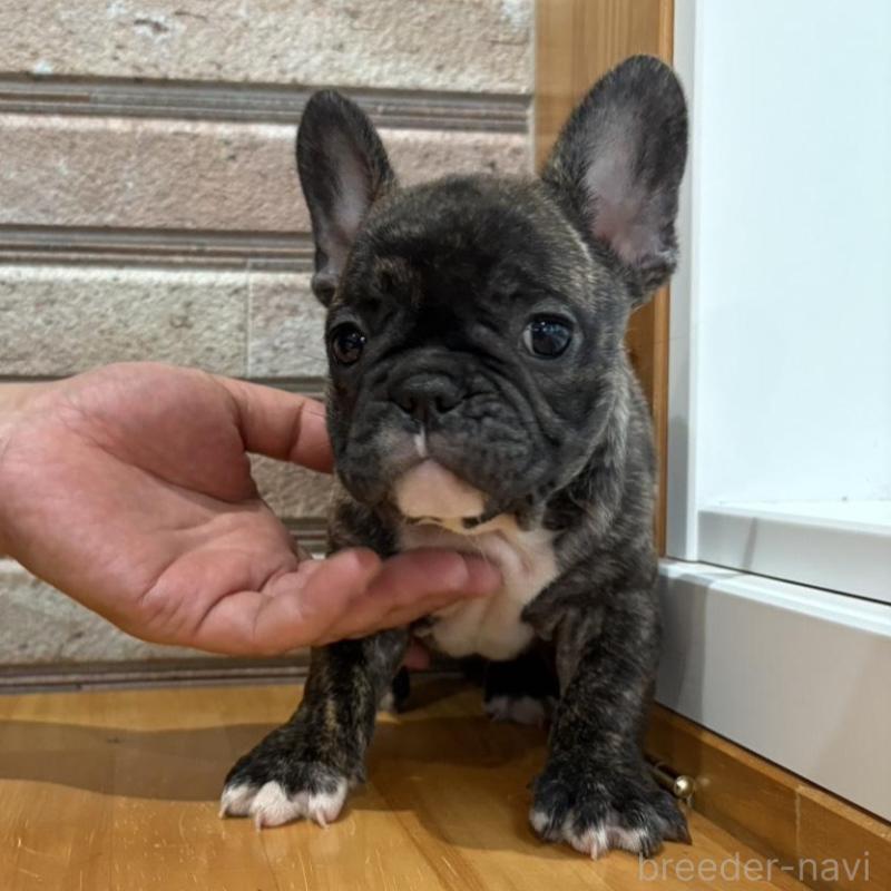 販売中の山形県のフレンチブルドッグ-421908