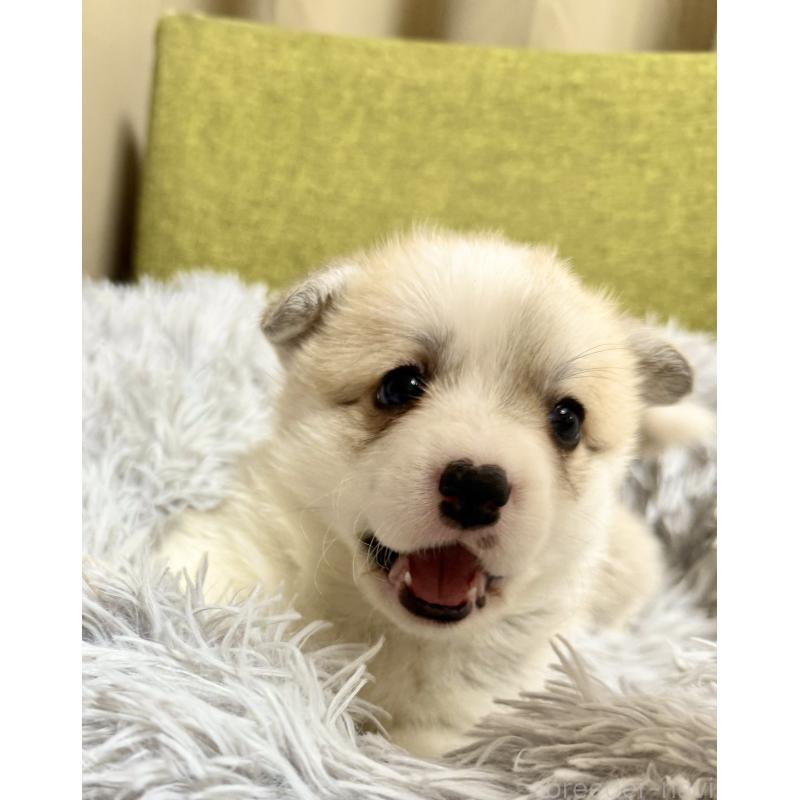 商談中の千葉県のウェルシュコーギーペンブローク-417422の6枚目