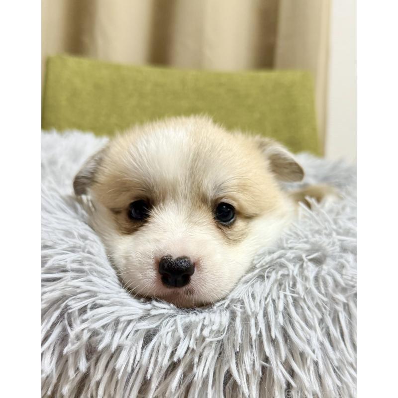 商談中の千葉県のウェルシュコーギーペンブローク-417422の5枚目