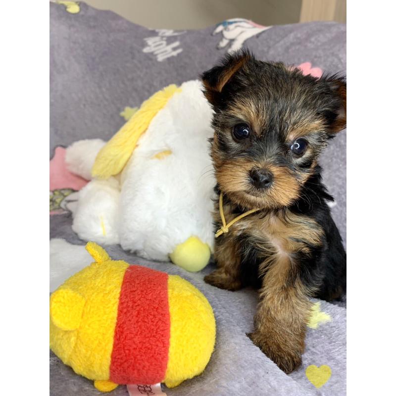 成約済の愛知県のヨークシャーテリア-417677の7枚目