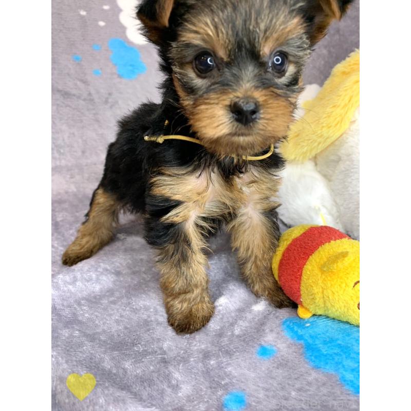 成約済の愛知県のヨークシャーテリア-417677の6枚目