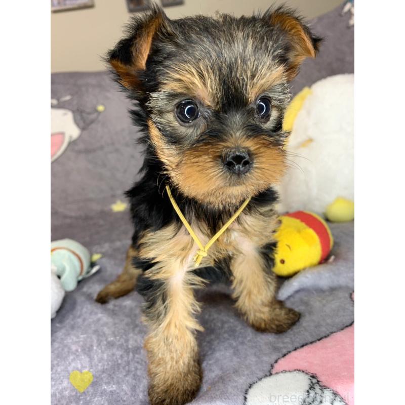 成約済の愛知県のヨークシャーテリア-417677の5枚目