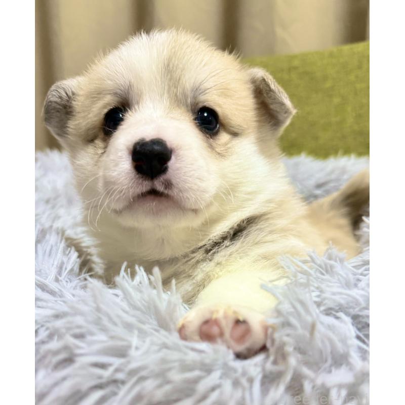 商談中の千葉県のウェルシュコーギーペンブローク-417422の4枚目