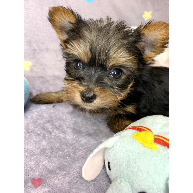 商談中の愛知県のヨークシャーテリア-417678