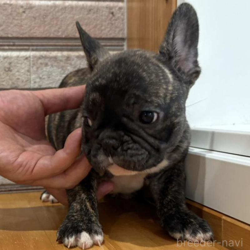 販売中の山形県のフレンチブルドッグ-421908の4枚目