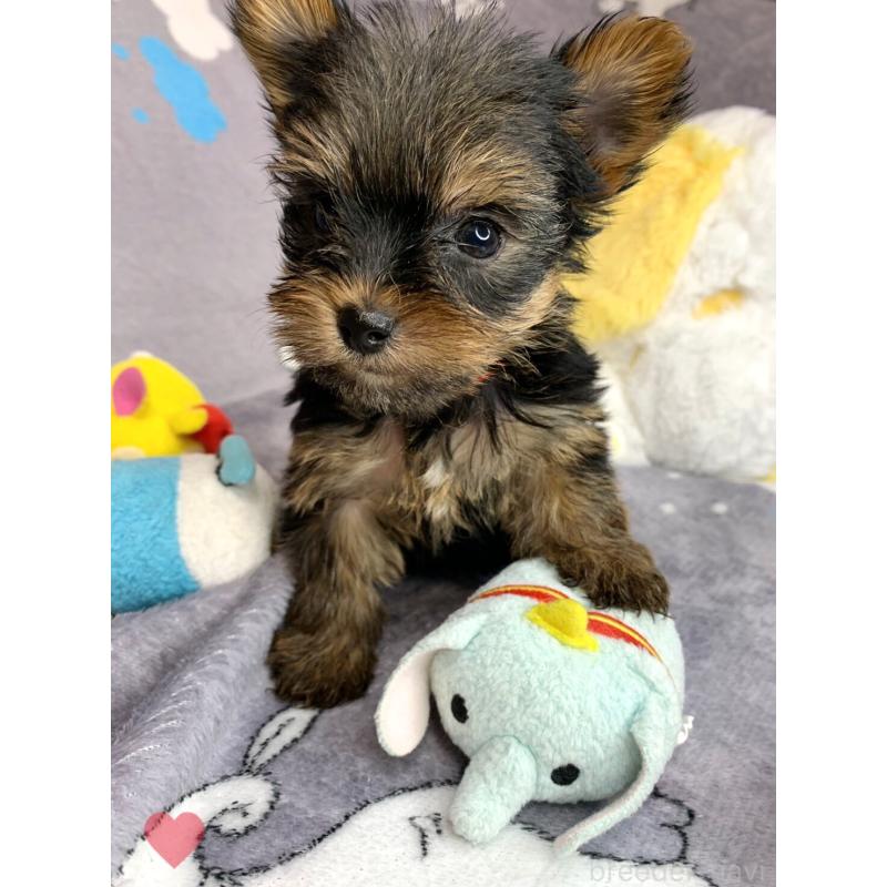 成約済の愛知県のヨークシャーテリア-417678の3枚目