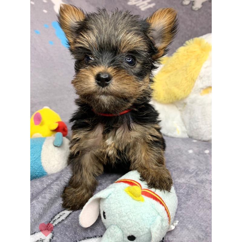 成約済の愛知県のヨークシャーテリア-417678の2枚目