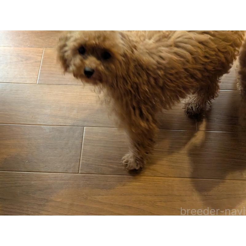 成約済の東京都のタイニープードル-401763の2枚目