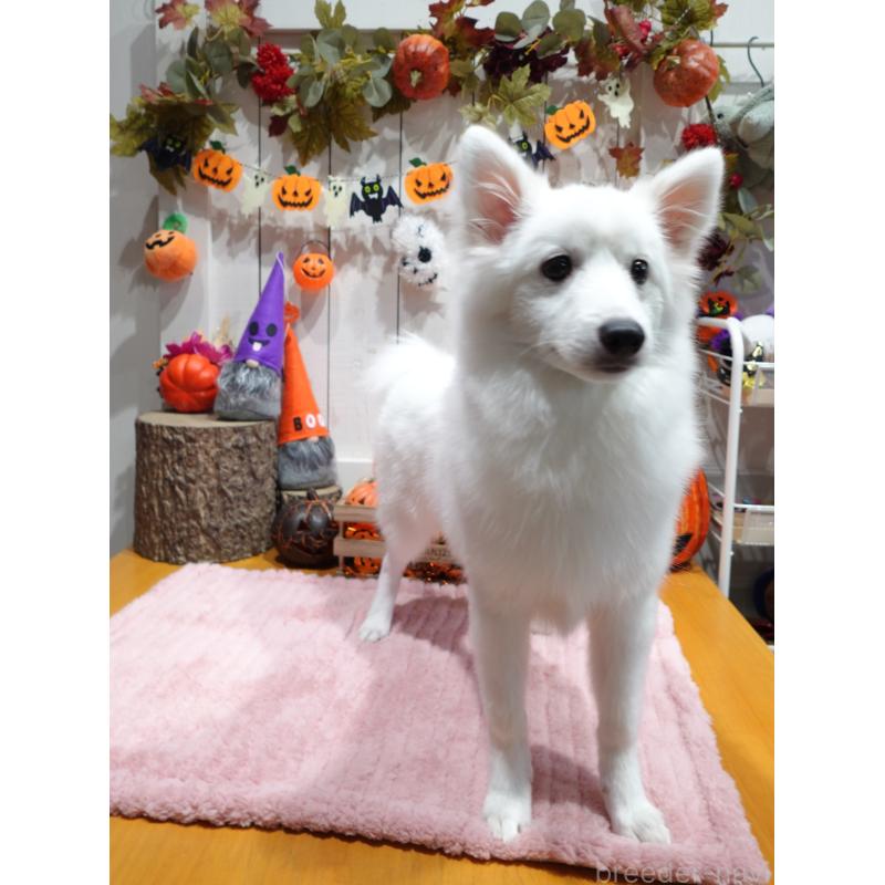 販売中の群馬県の日本スピッツ-414851の3枚目