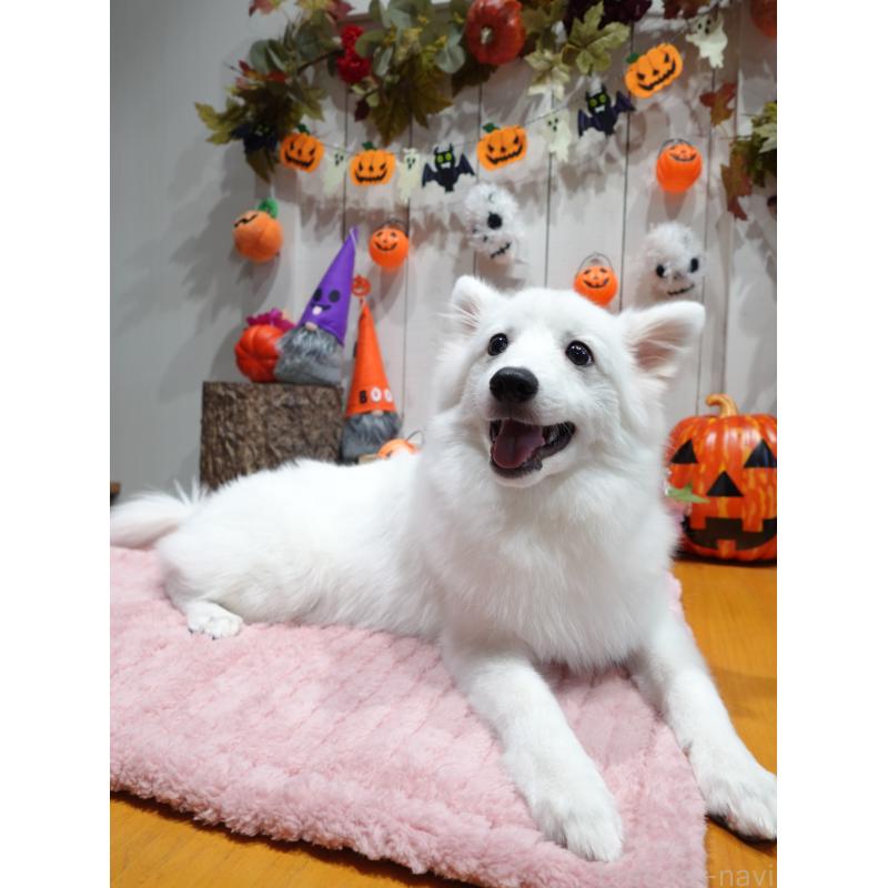 販売中の群馬県の日本スピッツ-414851の2枚目